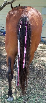 Tail Clip Examples